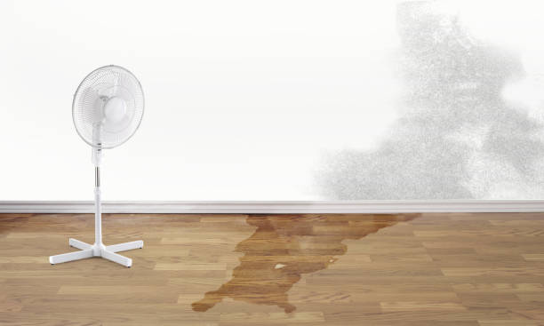 Best Flood damage cleanup  in Waynesville, NC